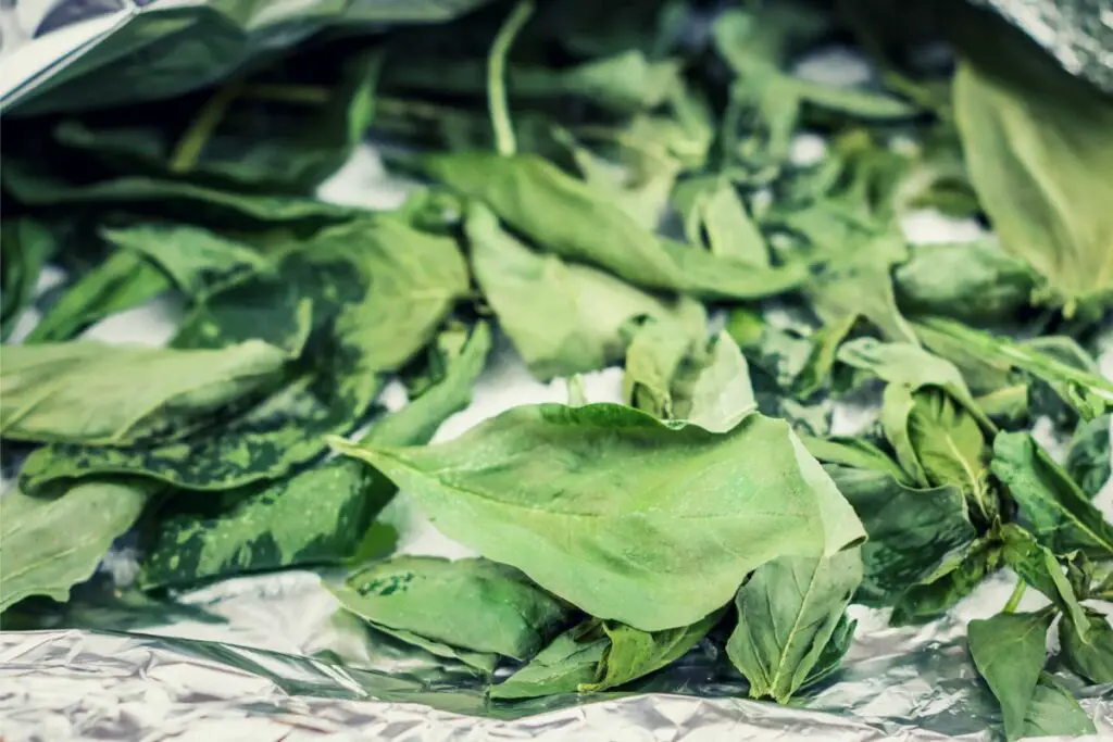 DIY dried basil leaves