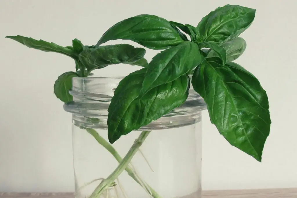 storing basil in a jar of water