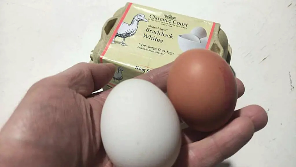 duck eggs vs chicken eggs taste