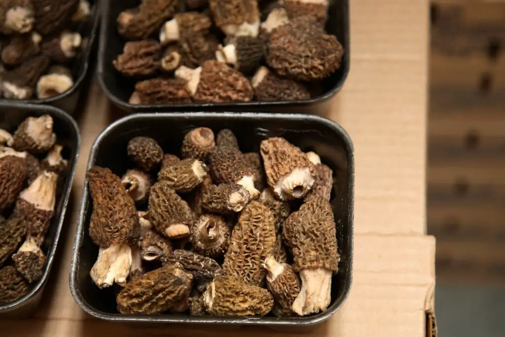 Morels