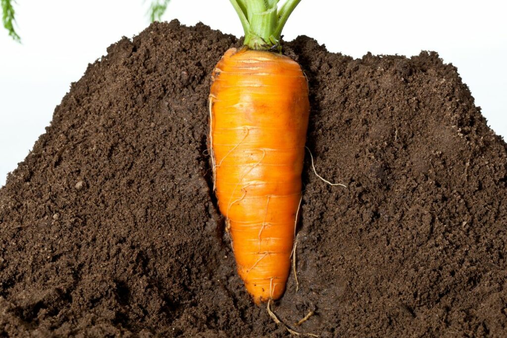 storing carrots in ground  