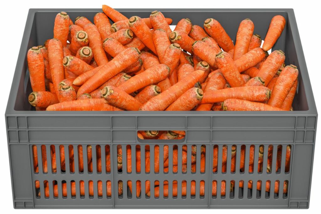 storing carrots long term
