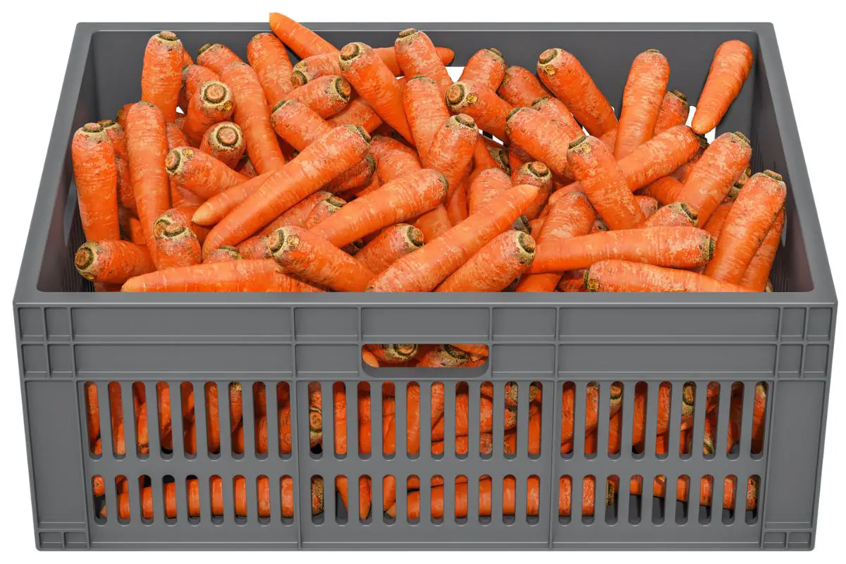 How To Store Carrots Without Refrigeration? (9 Carrot Storage Hacks)