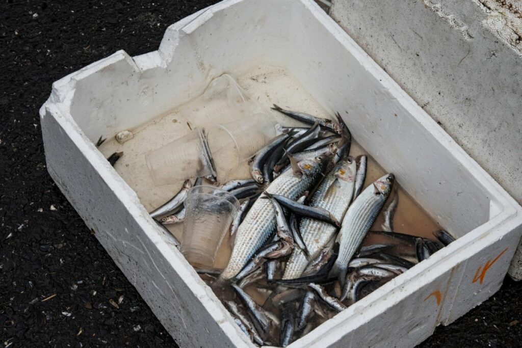 discarded seafood in America