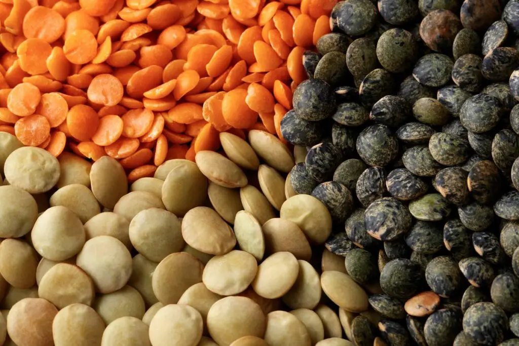 lentils, source of plant protein