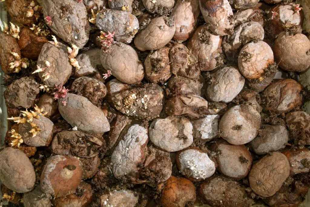 potatoes being thrown away 