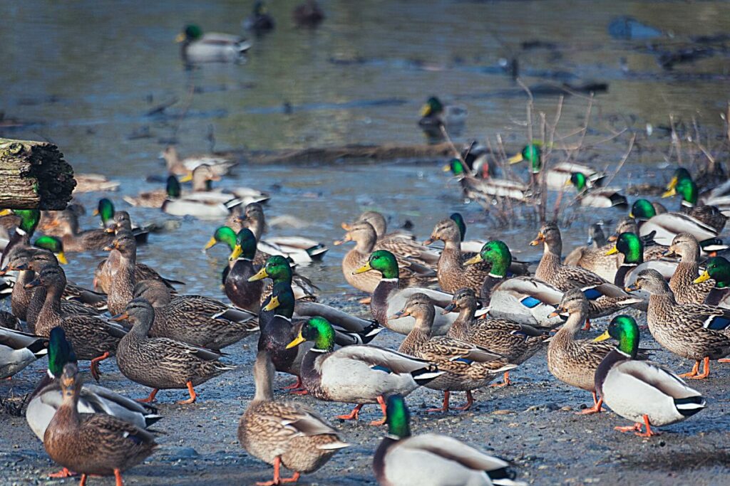 The mallard ducks