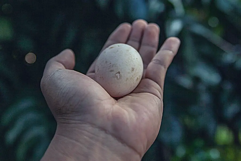 fresh wild duck egg