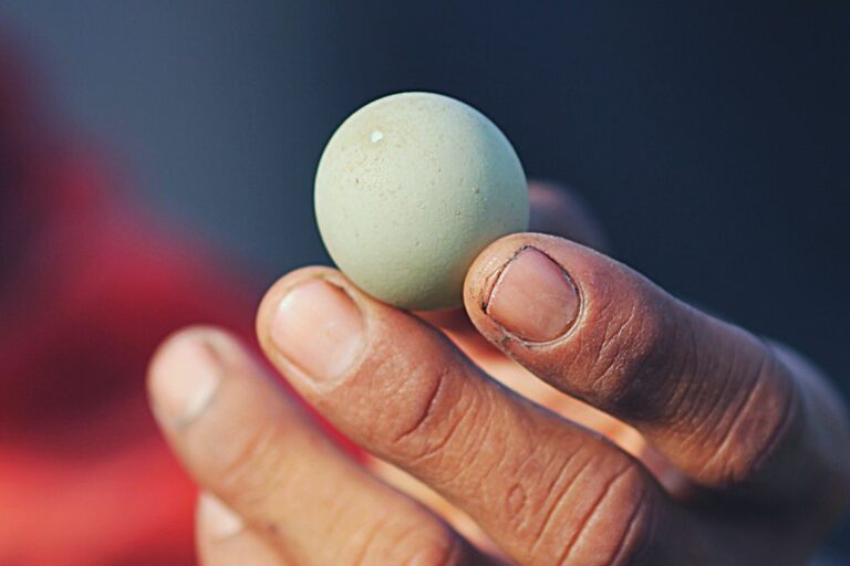 Can You Eat Wild Duck Eggs? (Few Things You Ought To Know!)