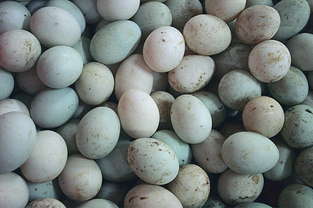 this is what do duck eggs look like