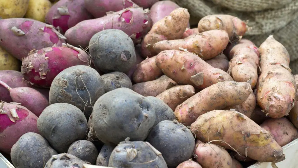 different varieties of sweet potato