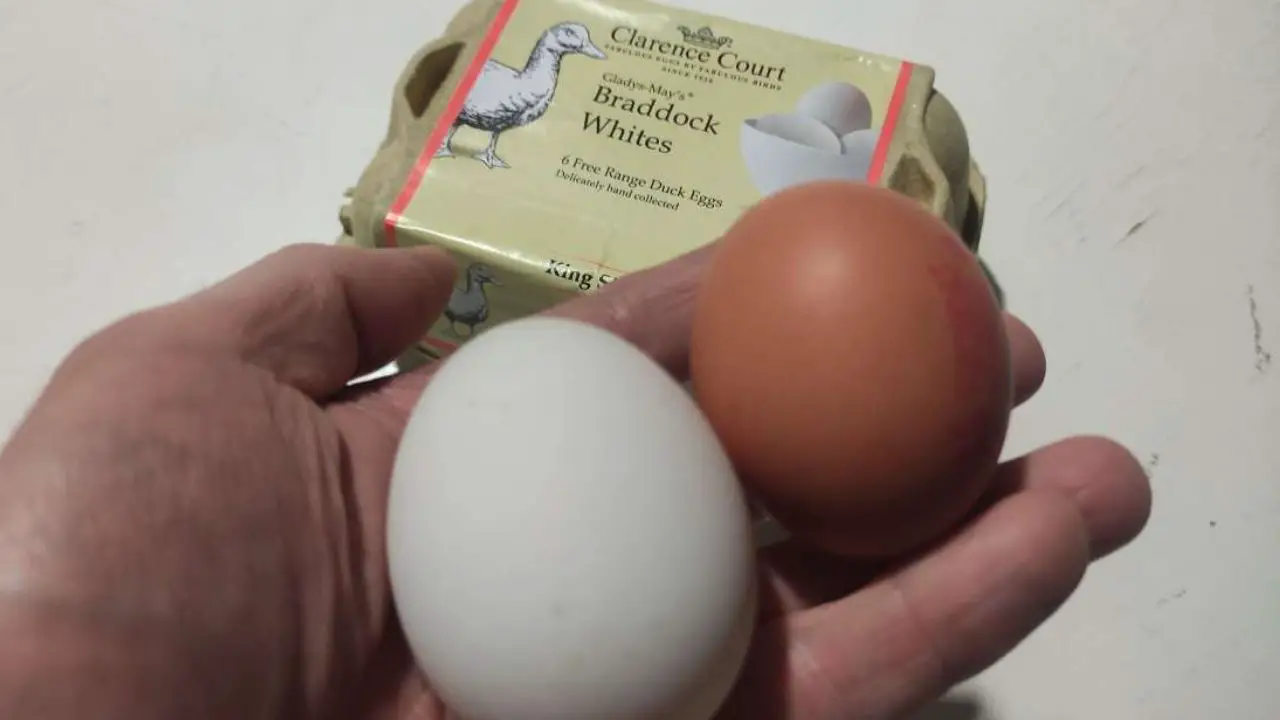 Can You Use Duck Eggs For Baking? (Pros And Cons You Should Know)