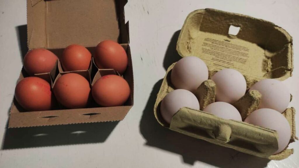 replacing chicken eggs with duck eggs