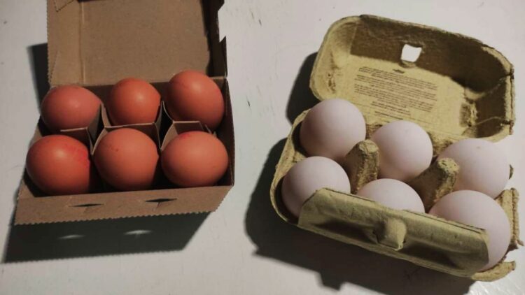 Can You Use Duck Eggs For Baking? (Pros And Cons You Should Know)