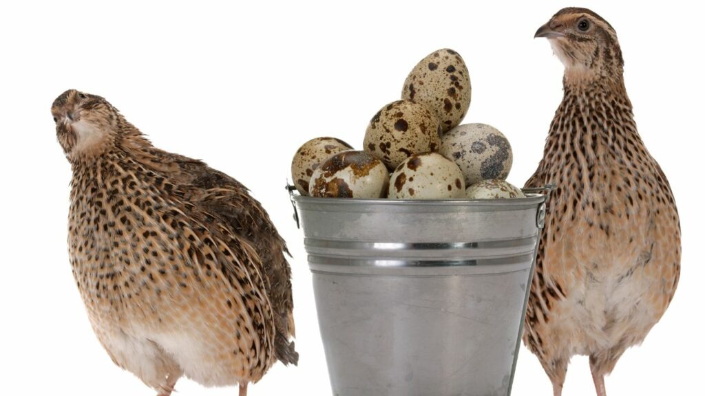 types of quail eggs