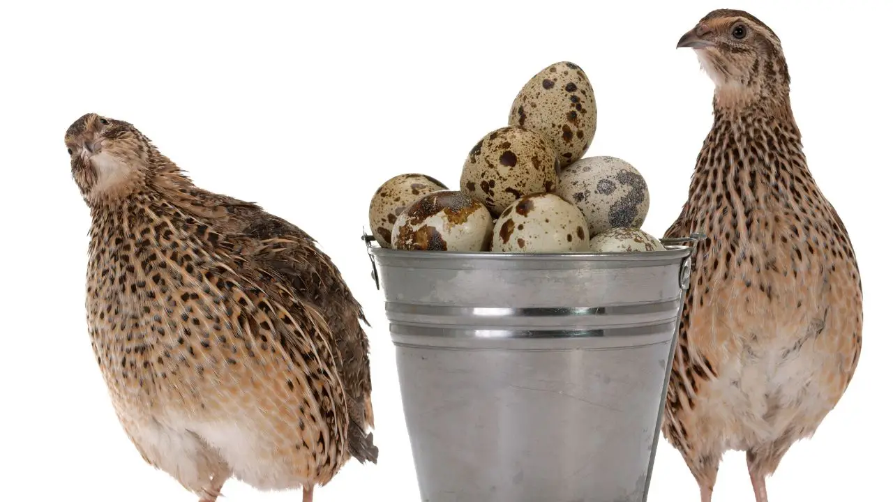 What Do Quail Eggs Taste Like? Peeking Beneath The Shell