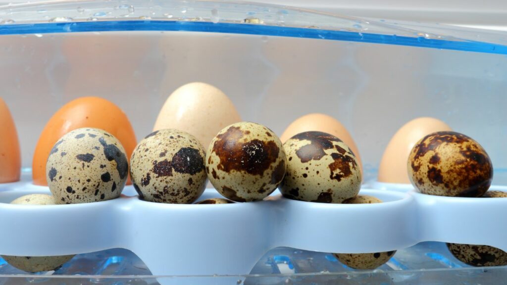 quail eggs storage