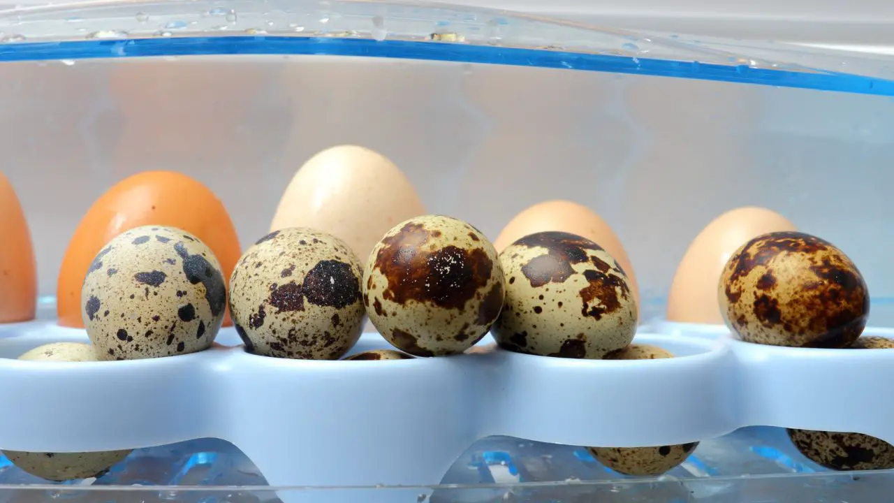 What Do Quail Eggs Taste Like? Peeking Beneath The Shell