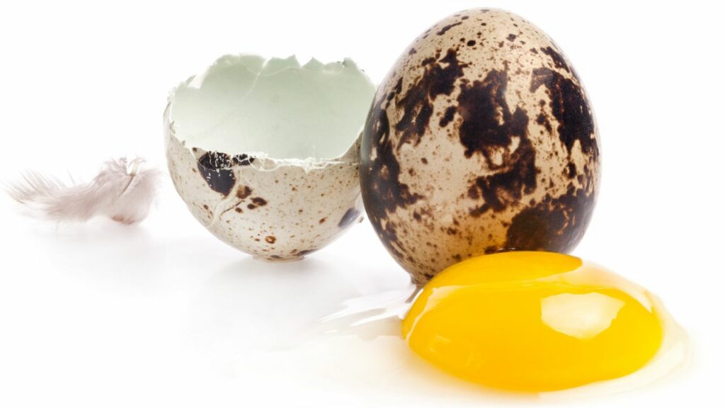 quail egg yolk 