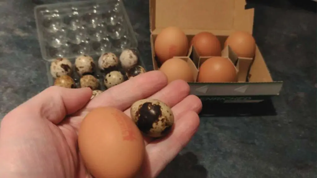 quail eggs vs chicken eggs