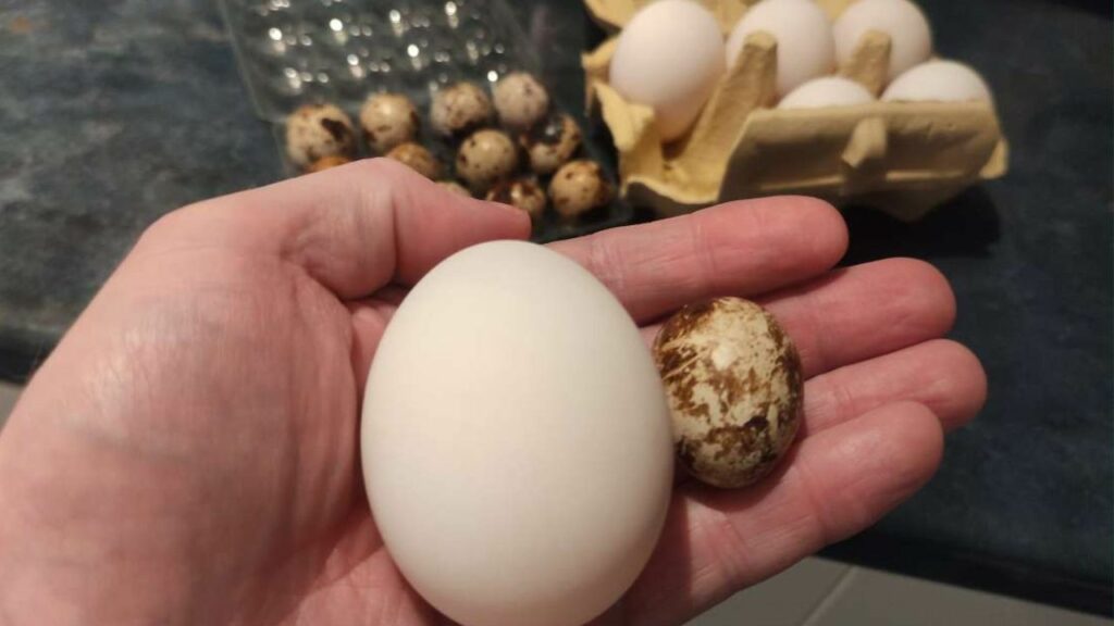 quail eggs vs duck eggs