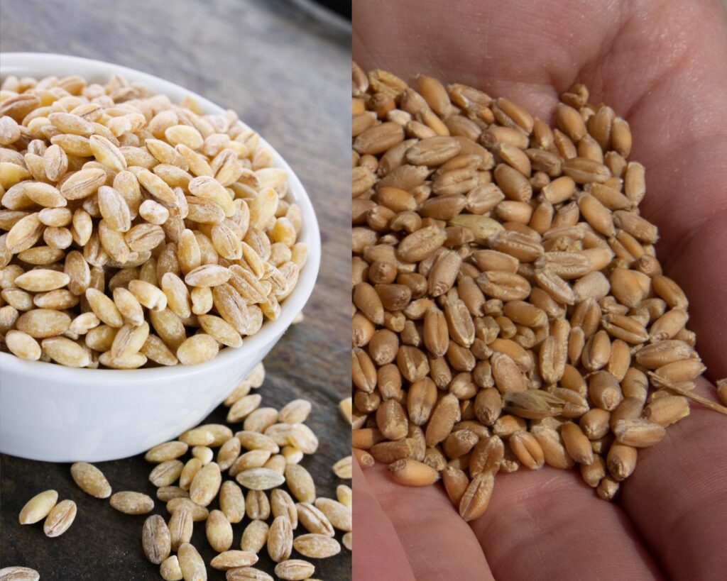 pearl barley vs hulled barley