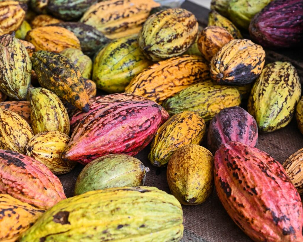 Criollo Forastero Trinitario varieties of cocoa beans freshly harvested from cocoa trees