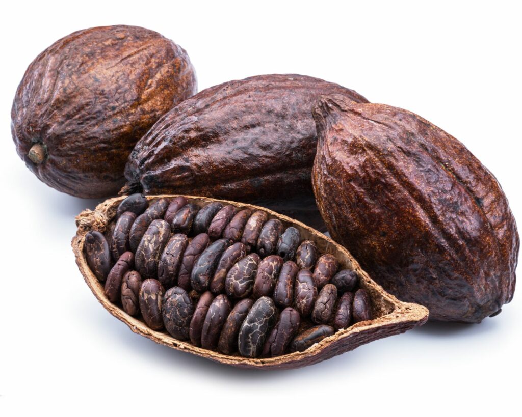 ripe cocoa bean pods