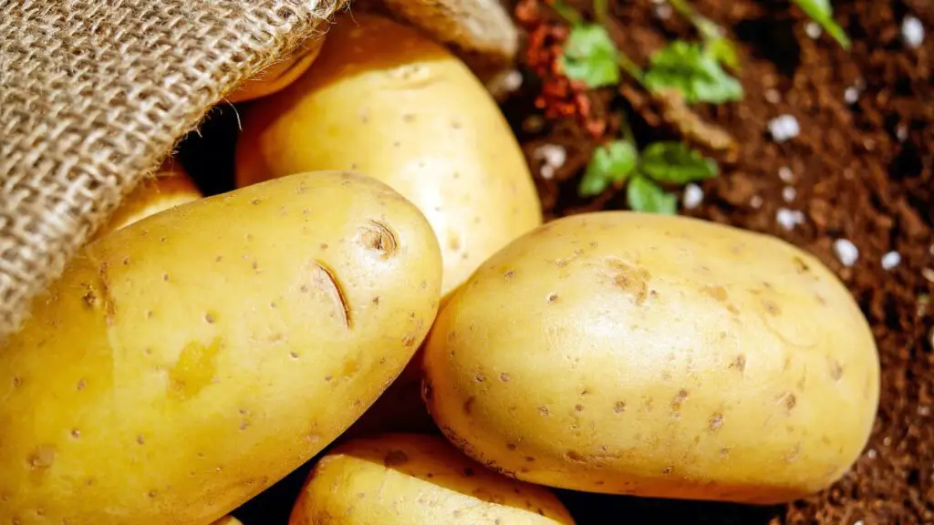 Russet potatoes
