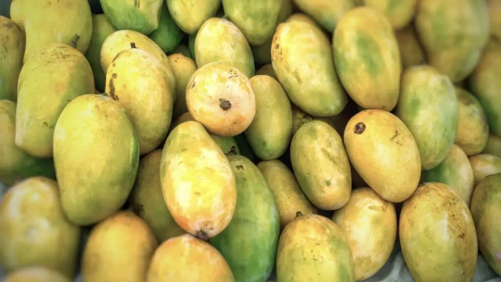 ripe mangoes